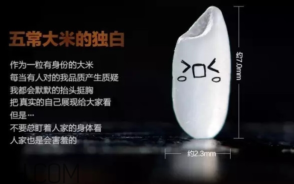 五常大米為什么那么貴？五常大米比一般大米味道好在哪兒
