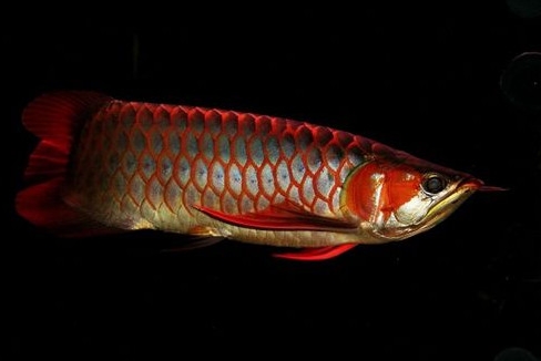金龍魚是怎么繁殖？養(yǎng)金龍魚有什么講究