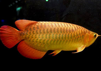 金龍魚能吃嗎？紅龍魚貴還是金龍魚貴