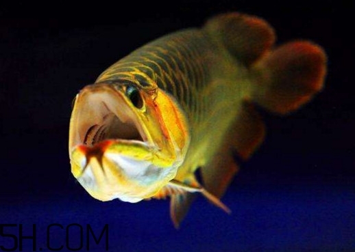 金龍魚有什么寓意？金龍魚有幾個(gè)品種