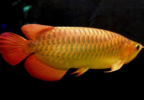 什么魚和金龍魚一起養(yǎng)好？金龍魚怎么養(yǎng)