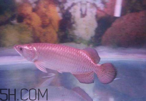 金龍魚是怎么繁殖？養(yǎng)金龍魚有什么講究