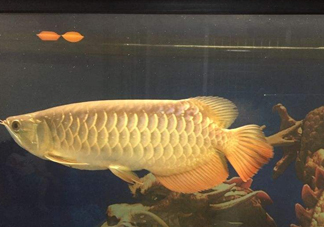 金龍魚是什么魚？金龍魚多少錢一條