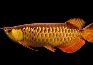 什么魚和金龍魚一起養(yǎng)好？金龍魚怎么養(yǎng)