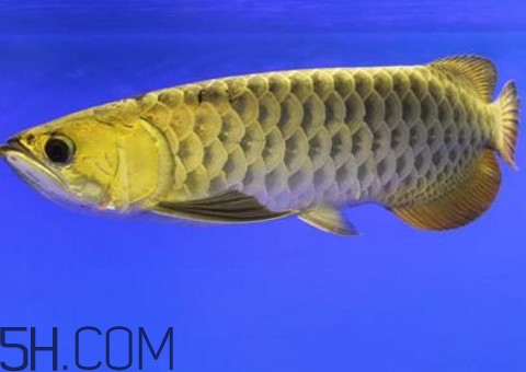 金龍魚是怎么繁殖？養(yǎng)金龍魚有什么講究