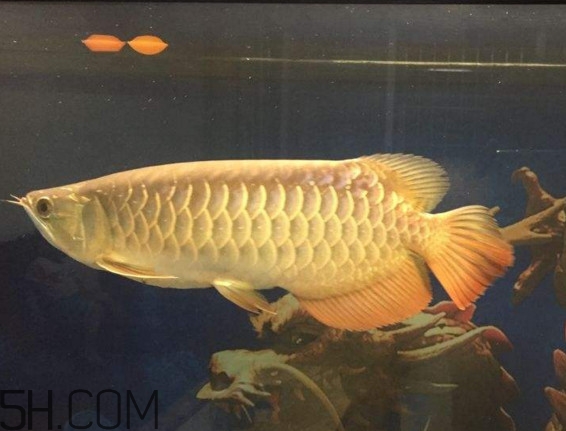 金龍魚是什么魚？金龍魚多少錢一條