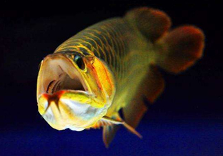 金龍魚有什么寓意？金龍魚有幾個品種