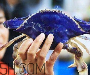 藍(lán)色梭子蟹可以吃嗎？梭子蟹蟹腿變藍(lán)可以吃嗎