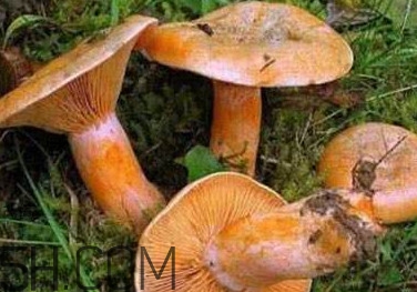 樅樹菌有點(diǎn)霉了能吃嗎？樅樹菌能和皮蛋一起吃嗎