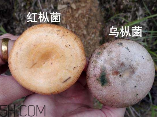 重陽(yáng)菌燉久了營(yíng)養(yǎng)會(huì)流失嗎？重陽(yáng)菌長(zhǎng)霉還能吃嗎