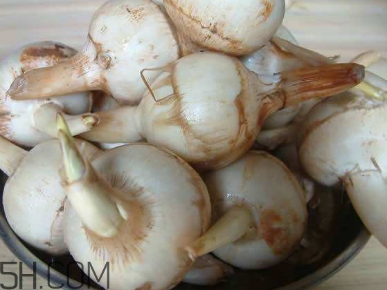 慈菇是發(fā)物嗎？慈菇是馬蹄嗎