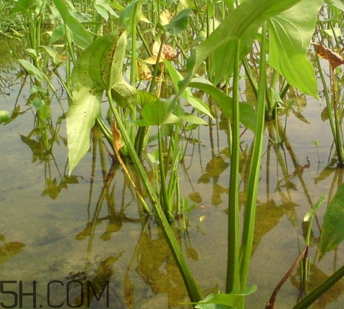 慈菇什么時候種？慈菇什么季節(jié)有
