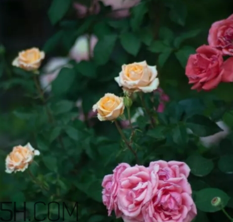 香水工坊茶玫瑰tea rose好聞嗎？tea rose香水有假貨嗎？