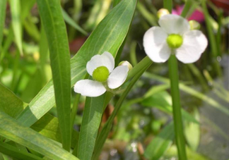 慈菇什么時候種？慈菇什么季節(jié)有
