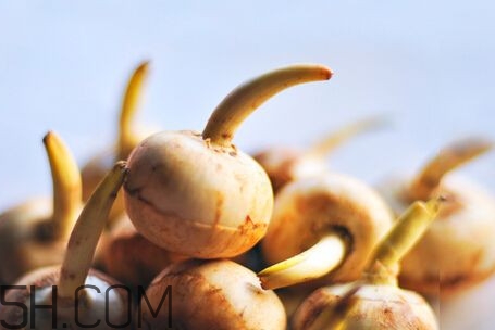 慈菇怎么做好吃？慈菇的功效與作用