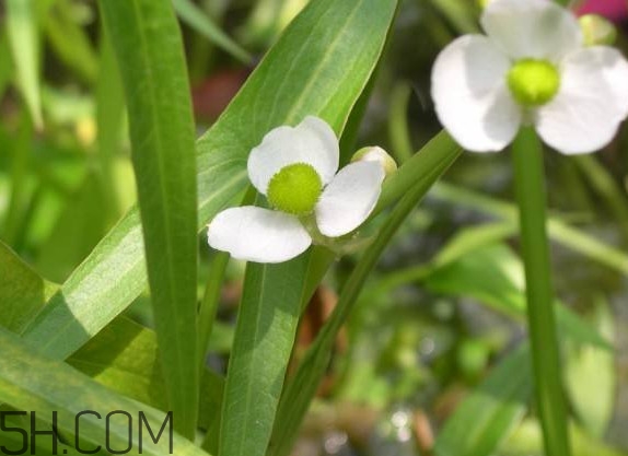 慈菇什么時候種？慈菇什么季節(jié)有
