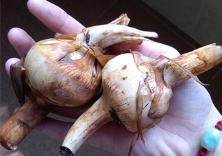 慈菇是什么？慈菇怎么吃