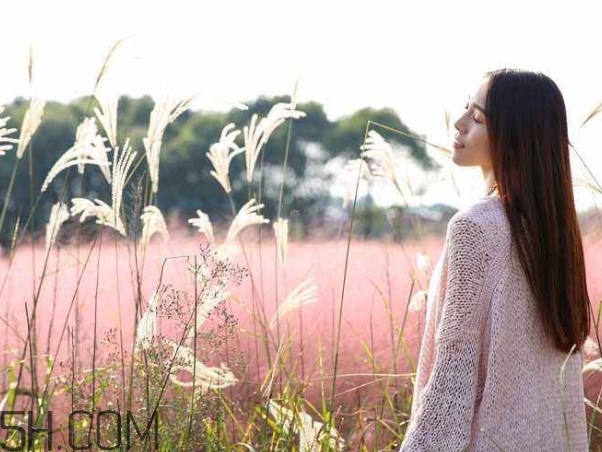粉黛亂子是什么植物？粉黛亂子草花語(yǔ)