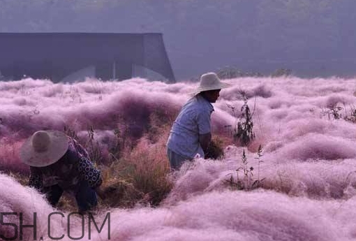 粉黛亂子是什么植物？粉黛亂子草花語(yǔ)