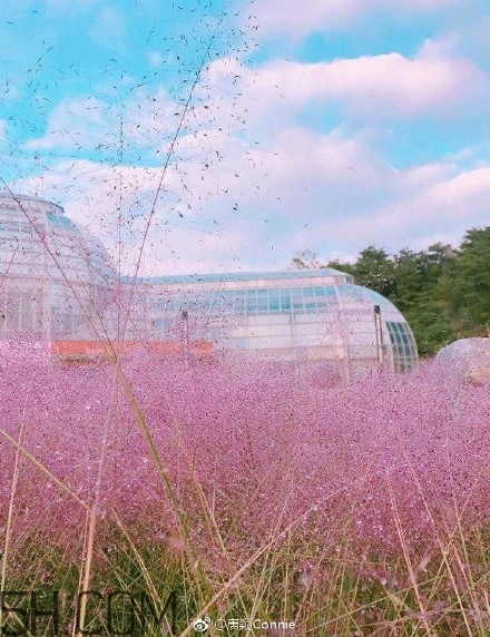 粉黛亂子是什么植物？粉黛亂子草花語(yǔ)