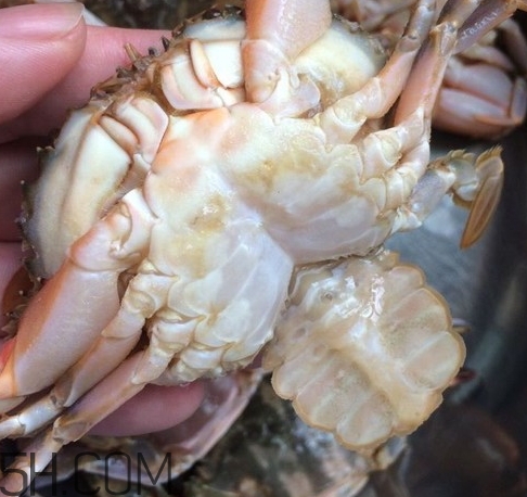 花蓋蟹和梭子蟹哪個(gè)好吃？花蓋蟹和梭子蟹區(qū)別