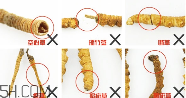 冬蟲夏草有假的嗎？冬蟲夏草不抗癌