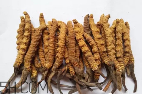 冬蟲夏草真的冬天是蟲夏天是草嗎？冬蟲夏草是怎么長成