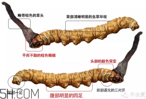 冬蟲夏草怎么保存？冬蟲夏草怎么挑選