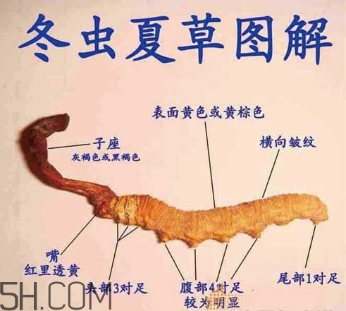 冬蟲夏草有假的嗎？冬蟲夏草不抗癌