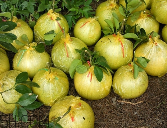 文旦上火嗎？文旦種植環(huán)境條件