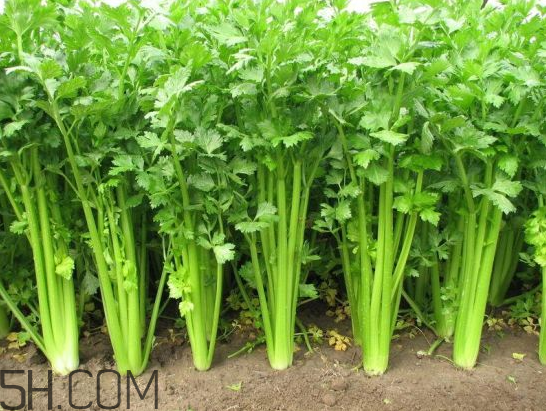 吃什么食物會導(dǎo)致失眠？睡前吃巧克力會導(dǎo)致失眠嗎？