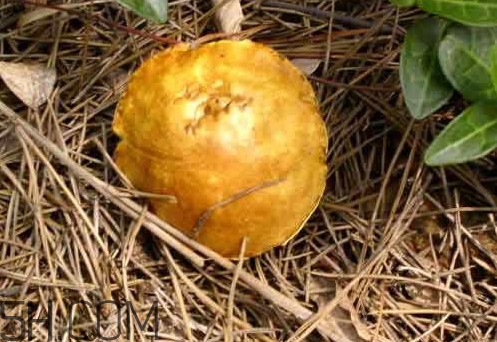松菇怎么清洗？松菇不能和什么一起吃