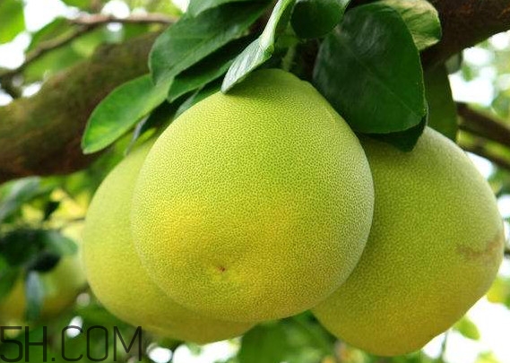 文旦怎么保存？文旦是哪個地方的特產(chǎn)