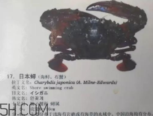 海虹蟹和梭子蟹哪個好？海虹蟹和梭子蟹的區(qū)別