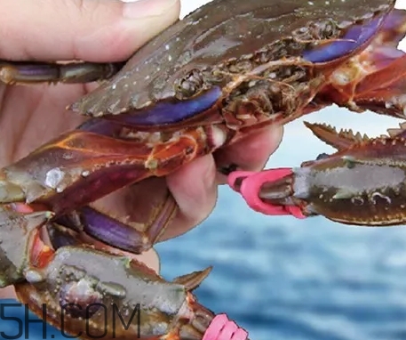 海虹蟹好吃嗎？海虹蟹多少錢一斤