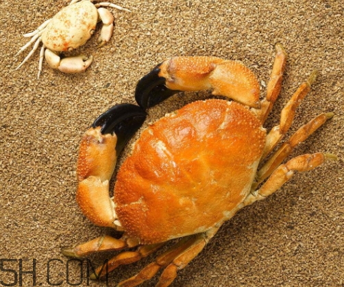 菜蟹是什么蟹？菜蟹的營(yíng)養(yǎng)價(jià)值與功效