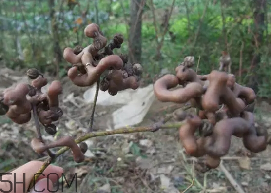 雞爪梨泡酒是喝酒還是吃果實(shí)嗎？雞爪梨的營(yíng)養(yǎng)價(jià)值