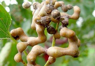 雞爪梨解酒是真的嗎？雞爪梨種下幾年能開花結(jié)果
