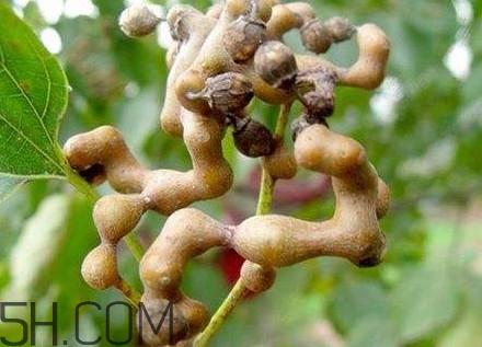雞爪梨解酒是真的嗎？雞爪梨種下幾年能開花結果