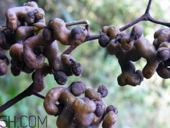 雞爪梨泡酒是喝酒還是吃果實(shí)嗎？雞爪梨的營(yíng)養(yǎng)價(jià)值