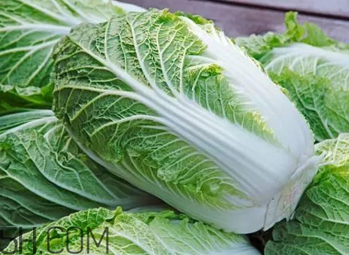 大白菜什么時候種最合適？大白菜怎么做好吃