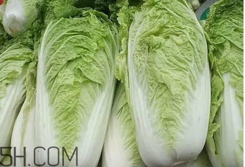 冬儲大白菜怎么才不會壞？冬儲大白菜什么時候上市