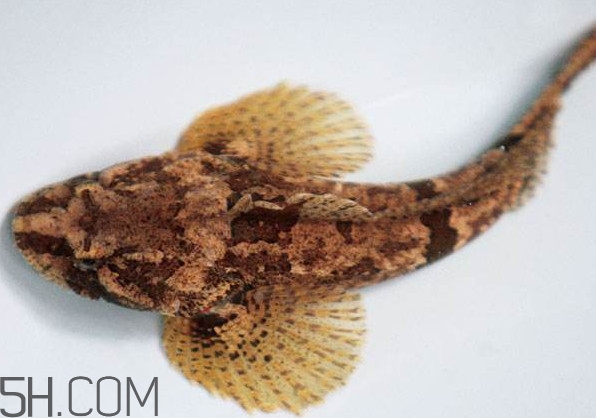 松江鱸魚產(chǎn)地在松江嗎？松江鱸魚是保護動物嗎