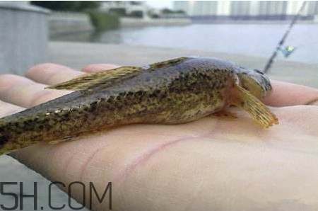 松江鱸魚能長多大？塘鱧魚和松江鱸魚有什么區(qū)別