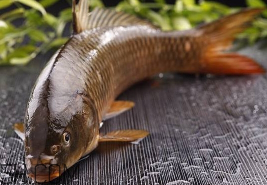 野生黃河鯉魚多少錢一斤？黃河鯉魚有幾根須
