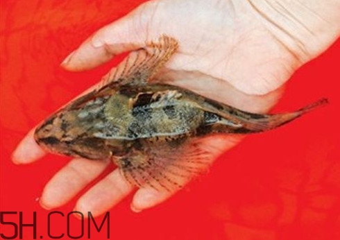 松江鱸魚哪里有？松江鱸魚什么季節(jié)吃最好