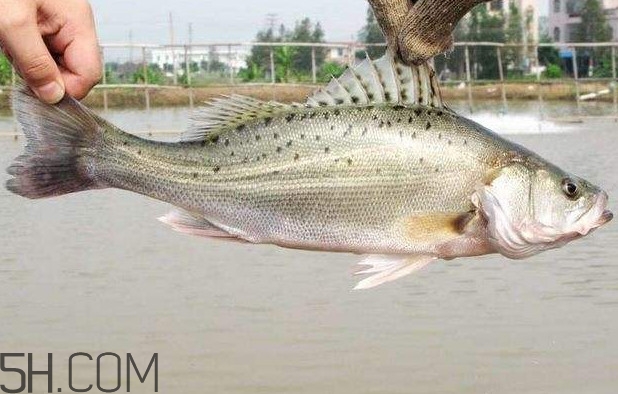 鱸魚有什么功效？鱸魚怎么養(yǎng)才不愛死