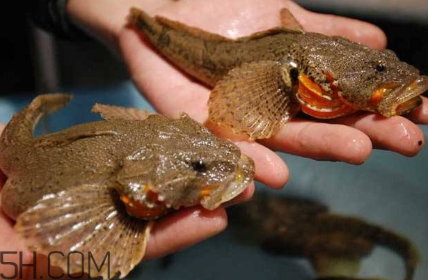 松江鱸魚多少錢一斤？松江鱸魚的松江在哪里