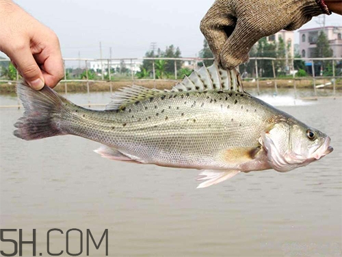 鱸魚(yú)蒸幾分鐘最好？河鱸魚(yú)和海鱸魚(yú)的區(qū)別