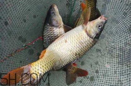 黃河鯉魚主要吃什么？黃河鯉魚和普通鯉魚的區(qū)別